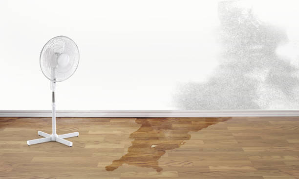 Best Local water damage restoration  in Mulberry, OH